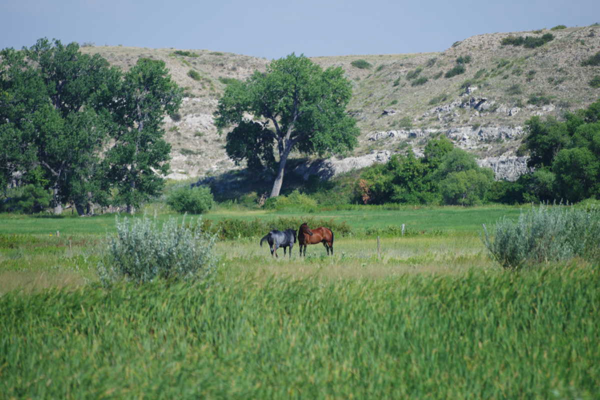 Pferde bei Fort Laramie, Wyoming, © Autor