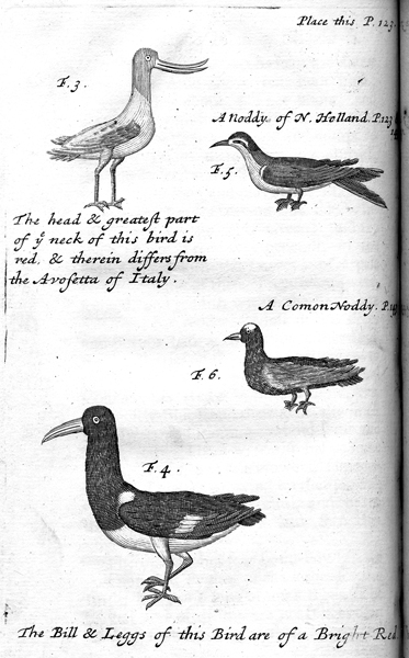 Bild_2_dampier_birds
