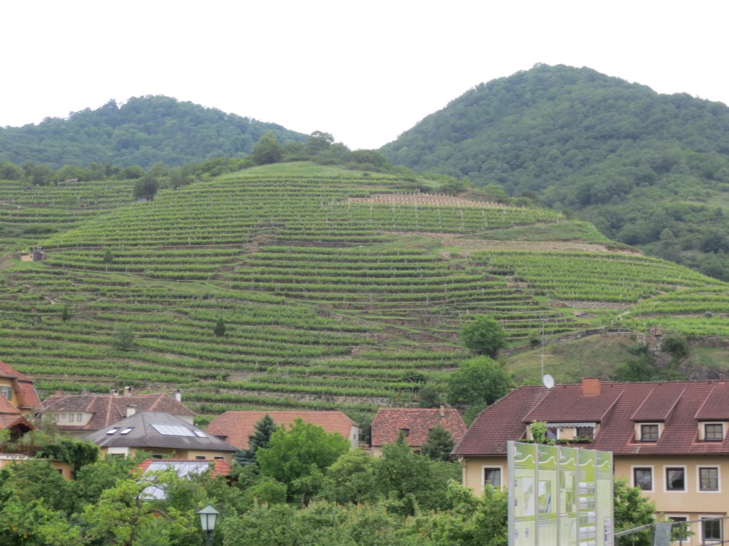 IMG_3314 (Medium)