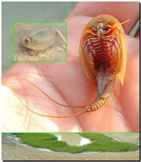 i-27675be2809d7eb2f56c12b1b6ed79da-Triops-monteoscuro.jpg