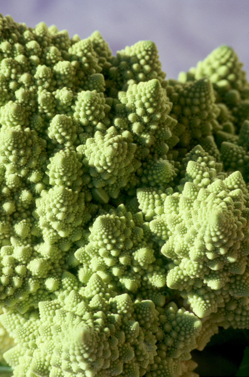 i-72ae9b0e5e07e369366f29b6026d8181-Romanesco-thumb-500x756.jpg