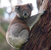i-928b4700f22c1cfaddf360ded80ad037-koala.jpg